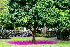 skön rosa matta av blommor under en malaysiska reste sig äpple träd - syzygium malacense foto