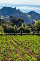 typisk potatis fält på la calera kommun på de cundinamarca område i colombia foto