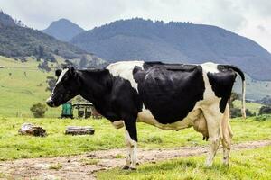 besättning av mejeri nötkreatur i la calera i de avdelning av cundinamarca stänga till de stad av bogota i colombia foto