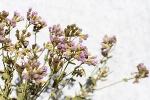 lila blommor mot en vit vägg foto