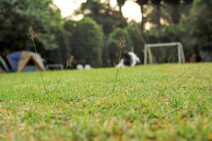 selektivt fokus på gräsblommor på en gräsmatta med en suddig tjej som spelar fotboll i bakgrunden på kvällen foto