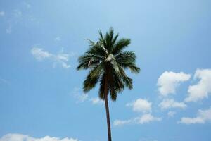 tropisk kokos handflatan träd med blå himmel och moln på de i sommar på de strand på thailand foto