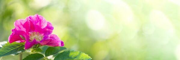 vår blomma baner med solbelyst rosa nypon blomma stänga upp på suddig grön med Sol lysa skarpt. foto