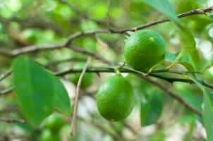 färsk grön lime rå citron- hängande på träd i trädgård, lime odling foto