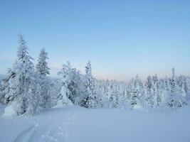 Fantastisk se av de täckt med frost träd i de snö driver. magisk vinter- skog. naturlig landskap med skön blå himmel. de väckelse av de planet. foto