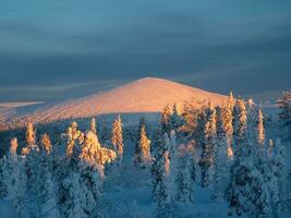 vinter- snötäckt skog på en färgrik gryning, en naturlig vykort av vinter. foto