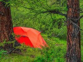 camping i de djup skog. orange tält i en barr- berg skog. fred och avslappning i natur. foto