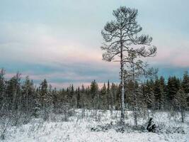 Fantastisk arktisk landskap med en träd i de snö på en polär dag foto