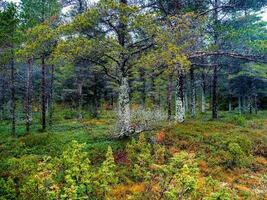 träd täckt med mossa. fantastisk nordlig skog. naturlig bakgrund. djup skog på de kola halvö foto