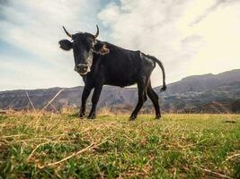 rolig svart ko utseende på de kamera. ko i en färsk grön bete i sommar. foto