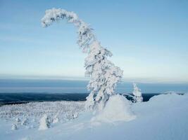 vinter- snötäckt minimalistisk landskap. minimalistisk landskap med en ensam insvept i snö träd i en vinter- fält. jul högtider och vinter- semester bakgrund. foto