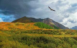 Sol strålar på ett höst berg dal med en flygande fågel av byte. dramatisk höst landskap med berg guld solsken och Flerfärgad berg. foto