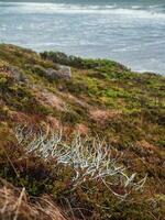 blåsigt vild kust av de vit hav. minimalistisk höst landskap med vild bär buskar på de nordlig stranden. foto