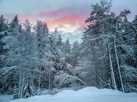 vinter- snöig nordlig skog de kväll. djup vinter- nordlig snötäckt skog i karelen. foto