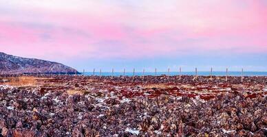 panorama- se av trä- inlägg av de snö barriär. berg landskap med tundra på de barents hav. foto