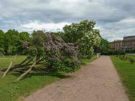 skön sommar stadsbild med blomning syrener. st. Petersburg, fält av fördärvar foto