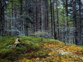 fantastisk nordlig skog. naturlig bakgrund. djup skog på de kola halvö foto