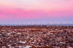 trä- inlägg av de snö barriär. berg landskap med tundra på de barents hav. teriberka. foto