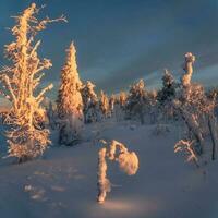 ett is blomma på de snö kant av de skog. frostig morgon- i foto