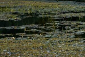 blommande träsk. lotus växer ut av de lera. ekologisk katastrof begrepp foto