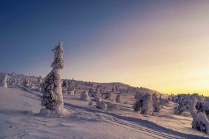 magisk bisarr silhuett av gran träd är putsade med snö. förgry morgon- på en vinter- backe. skön arktisk solnedgång. naturskön färgrik himmel på gryning. Fantastisk se av soluppgång ljus himmel. foto