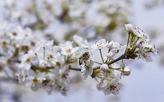 ett bi som flyger över en mandelblomma foto