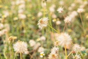 sommarblommabakgrund foto