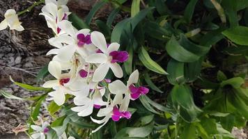 grupp orkidéer foto