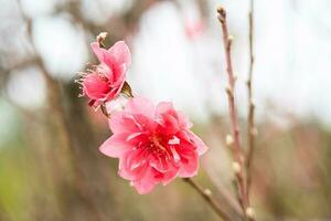 persika blomma symbol av lunar ny år. stänga upp av mycket liten rosa blomma i trädgård. foto