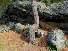 böjd tall - en ung ponderosa vid en klippformation på mckay-korsningen - nära la pine, eller foto