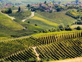 Langhe vingårdar och kullar på hösten