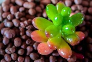 saftig växt stenväxt, färska blad detalj av sedum rubrotinctum foto