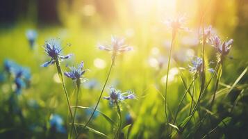 vår bakgrund med blå blommor med de Sol lysande på den foto