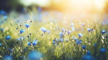 vår bakgrund med blå blommor med de Sol lysande på den foto