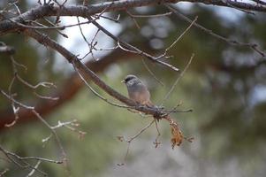 gråhuvud junco fågel foto