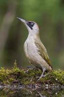 europeisk grön hackspett, picus viridis foto