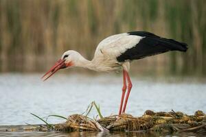 vit stork förbi de sjö foto