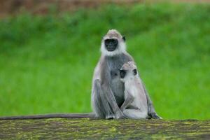 tuftade grå langur, semnopithecus Priam, sri lanka foto