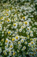 en fält med blommor foto