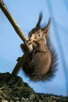 röd ekorre, sciurus vulgaris, sciuridae foto