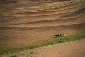 naturskön öken- se med kameler foto