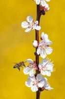 honungsbi som flyger till en blomning foto