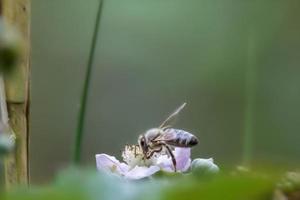 honungsbi på en lila blomning