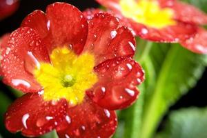 vacker röd blomma med regndroppar foto