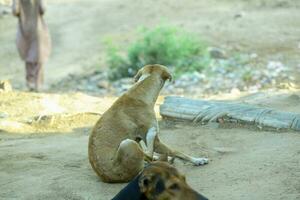 pakistansk gata hund gata hund hund älskare hund kärlek brun hundar foto