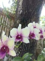 dendrobium förebild orkide, vit blomma, vit orkide foto