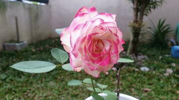 blomning rosa reste sig i de trädgård foto