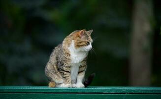 ett vuxen gata katt är avkopplande i natur på en solig dag foto