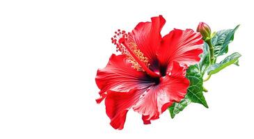 ai generativ. hibiskus blommor på de vit foto