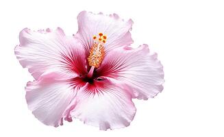 ai generativ. hibiskus blommor på de vit foto